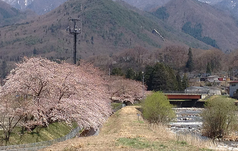 桜の開花と山並み